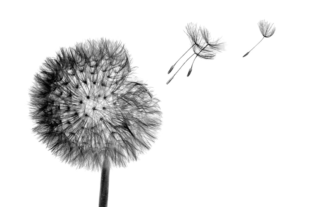 Black and white dandelion head with seeds flying in the wind